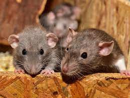 SPIRITUAL MEANING OF DREAMING ABOUT RATS