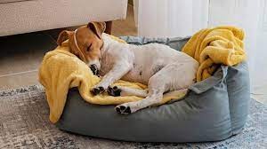 8 Spiritual Danger of Dogs in the Dream: Why VOGIM is Your Final Home of Solution 1 Dogs in the dream