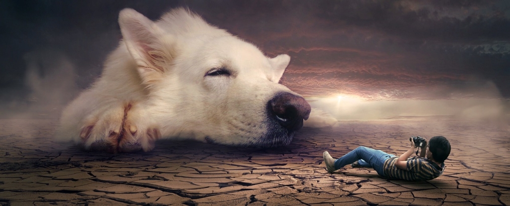 what do dogs dream about 1 what do dogs dream about