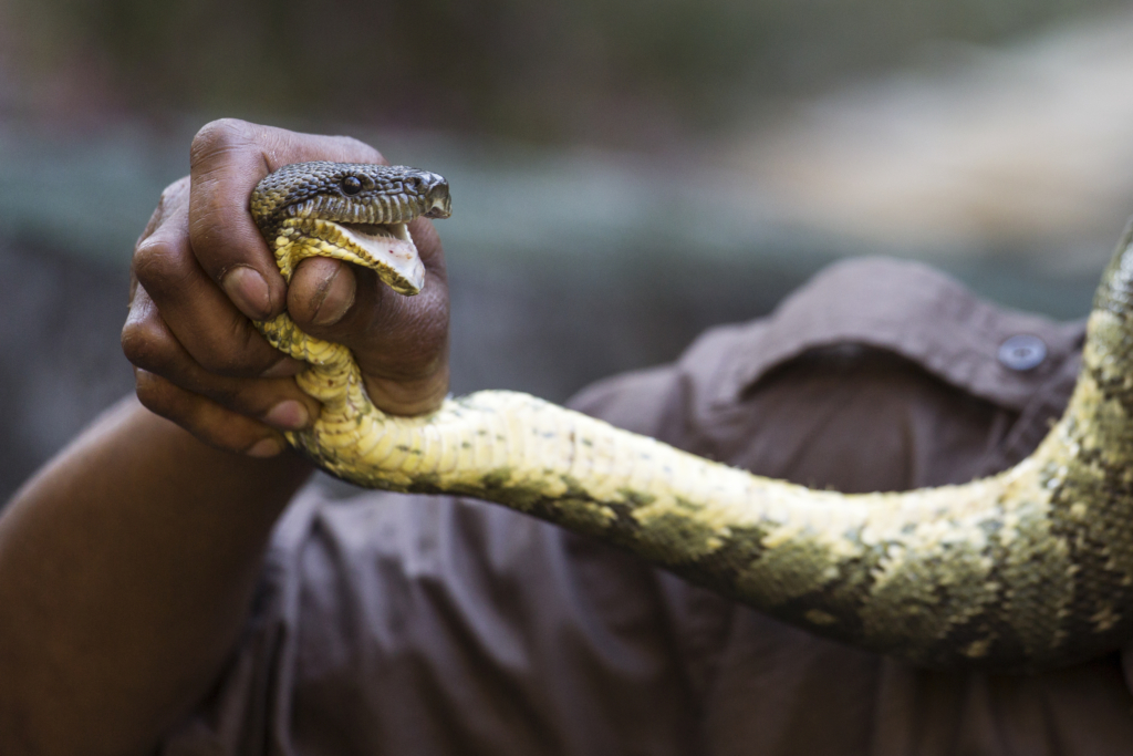 7 Powerful Steps to Defeat the Python Spirit and Find Freedom Through Professional Deliverance 1 defeating the python spirit