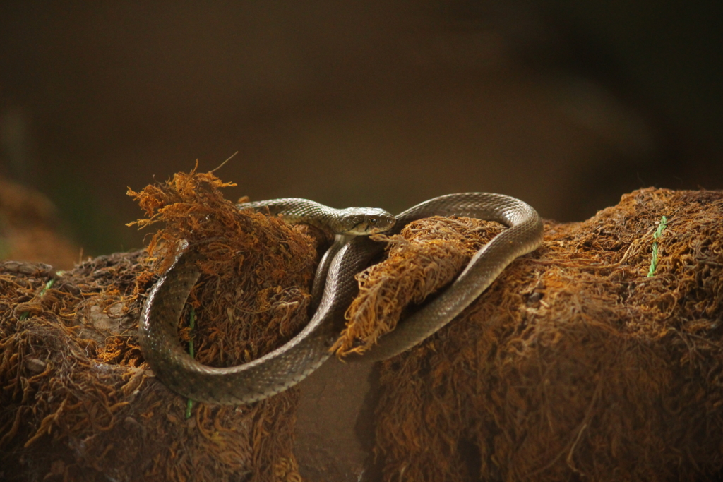 7 Powerful prayer against python spirit: How to Seek Deliverance with Vogim Deliverance Ministry 2 prayer against python spirit
